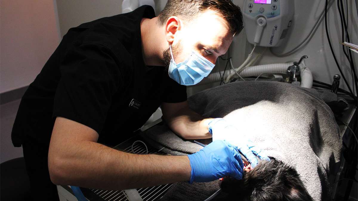 Advanced Care Oral Surgery for Dogs and Cats - Pet Dental Solutions