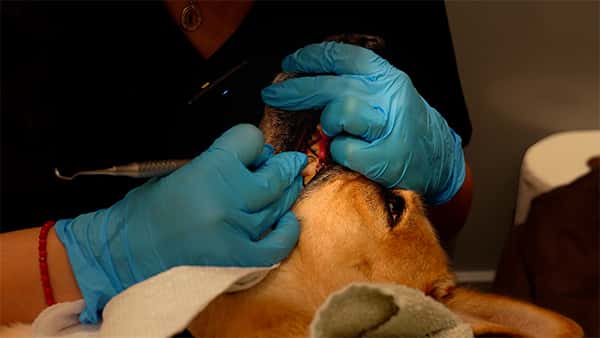 An oral care assistant perform a none-anesthetic dog teeth cleaning on a yellow shepherd dog.